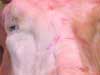thumbnail of Item 2 Title