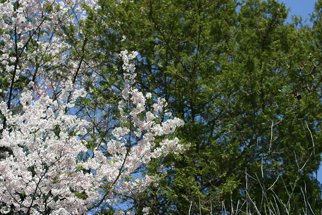 Cherry Blossom Season in Korea