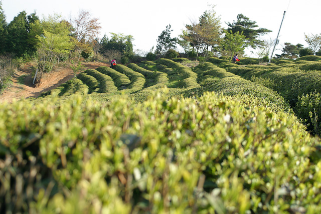 Boseong Green Tea Fields