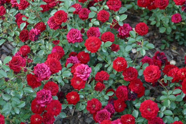 Rose Garden Hype Number 2
