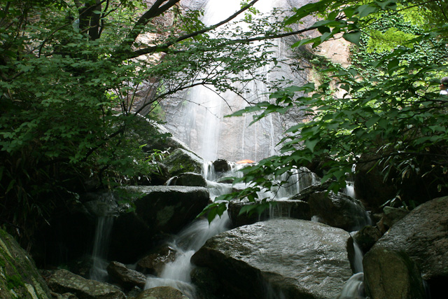 Forest Rain