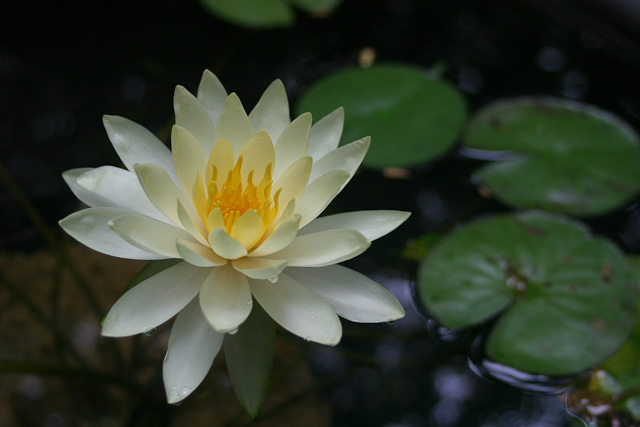 Lotus Flower