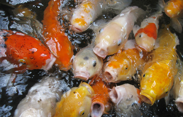 Hungry Koi Fish of the Deep, Blue, Hotel Lobby
